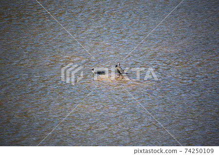 帕當水壩，天空，喜,、候鳥，鳥類，水 74250109
