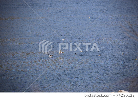 Paldang Dam, sky, magpie, migratory birds, birds, water Paldang Dam, sky, magpie, migratory birds, birds, water 74250122