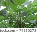Edamame 74250278