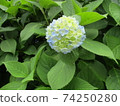 hydrangea   74250280