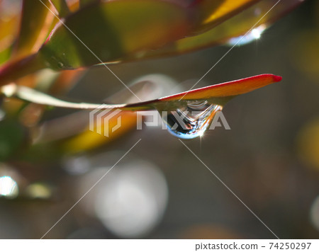 Macro shot of raindrops. It reflected sunlight and was beautiful. 74250297