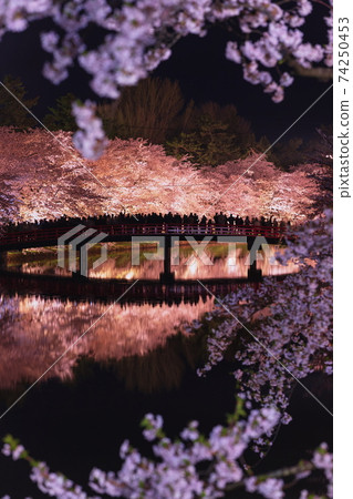 Cherry blossoms at night in Hirosaki Park 74250453