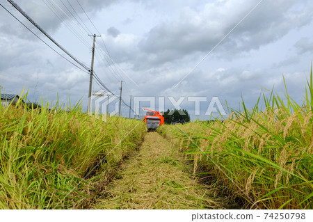 The road where the combine harvested 74250798