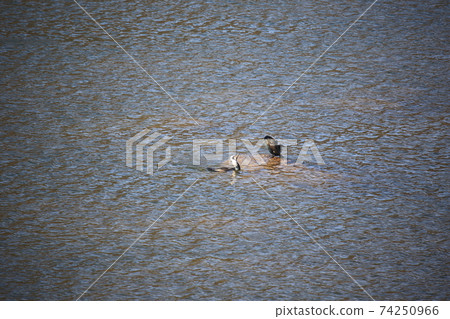 Paldang Dam, birds, migratory birds, water source. Paldang Dam, birds, migratory birds, water source. 74250966
