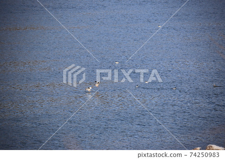 Paldang Dam, birds, migratory birds, water source. Paldang Dam, birds, migratory birds, water source. 74250983
