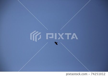 帕當大壩,鳥類,候鳥,水源。 帕當大壩,鳥類,候鳥,水源。 74251012