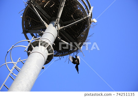 Paldang Dam. Birds. Birds. Ducks. Magpies. Cheondong ducks Paldang Dam. Birds. Birds. Ducks. Magpies. Cheondong ducks 74251135
