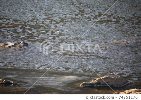Paldang Dam. Birds. Birds. Ducks. Magpies. Cheondong ducks Paldang Dam. Birds. Birds. Ducks. Magpies. Cheondong ducks 74251176