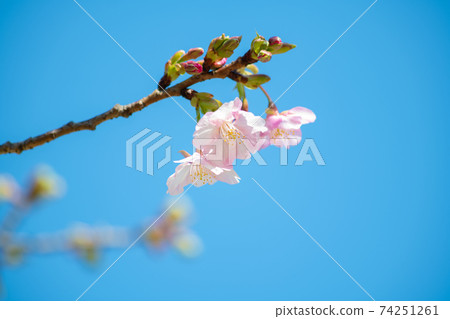 穩步發展的季節。春天的花朵,日本的花朵,櫻花 穩步發展的季節。春天的花朵,日本的花朵,櫻花 74251261