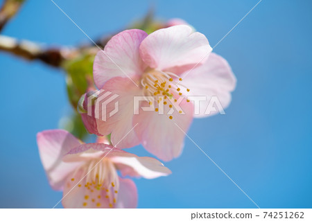 穩步發展的季節。春天的花朵,日本的花朵,櫻花 穩步發展的季節。春天的花朵,日本的花朵,櫻花 74251262