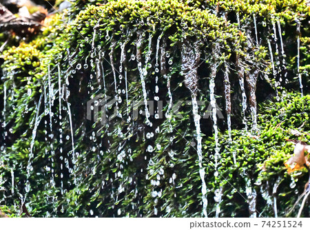 Autumn zephyrlily, a waterfall in the Prince Valley in Shikokuchuo City, Ehime Prefecture, Shikoku Autumn zephyrlily, a waterfall in the Prince Valley in Shikokuchuo City, Ehime Prefecture, Shikoku 74251524