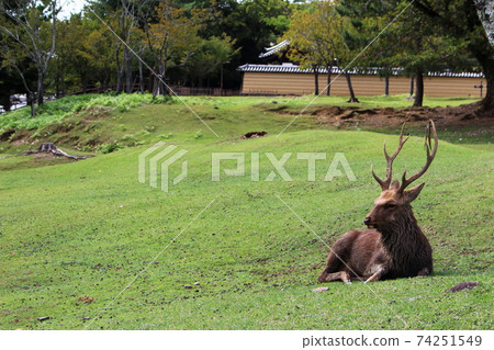 Boss style (deer in Nara Park) Boss style (deer in Nara Park) 74251549