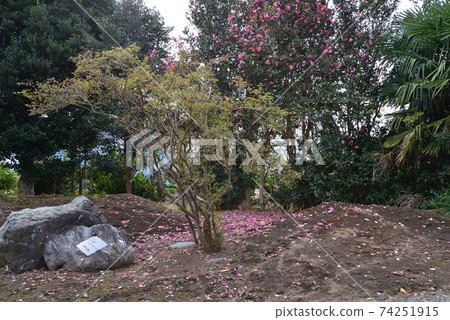 我們的花園景色2020-11-22#7 我們的花園景色2020-11-22#7 74251915