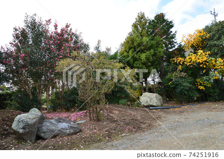我們的花園景色2020-11-22#6 我們的花園景色2020-11-22#6 74251916