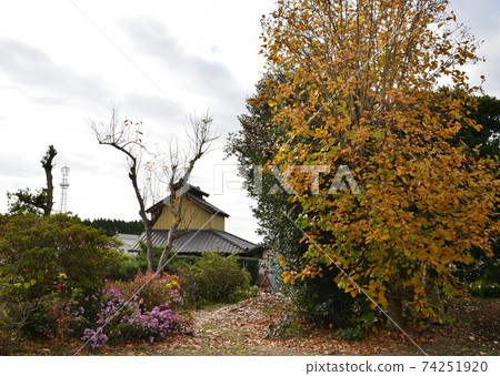 我們的花園景色2020-11-22#2 我們的花園景色2020-11-22#2 74251920