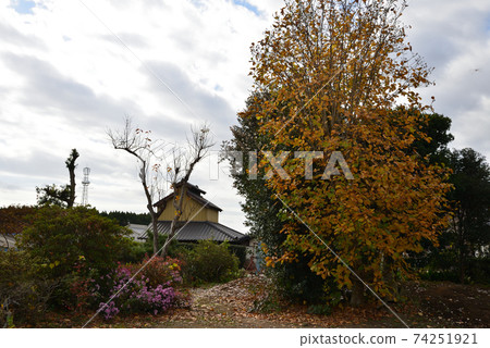 我們的花園景色2020-11-22#1 我們的花園景色2020-11-22#1 74251921