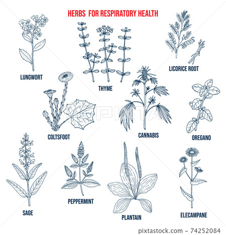 Set of best herbs for lung support and respiratory health 74252084