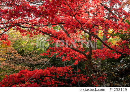 To木縣變成紅色的樹木 To木縣變成紅色的樹木 74252129