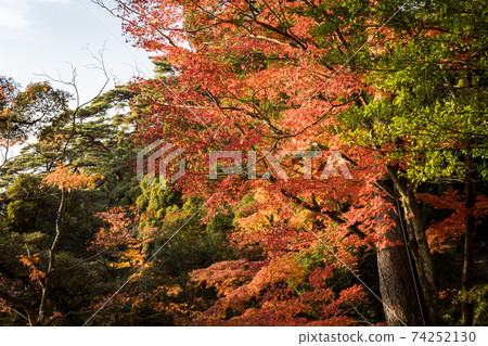 To木縣變成紅色的樹木 To木縣變成紅色的樹木 74252130