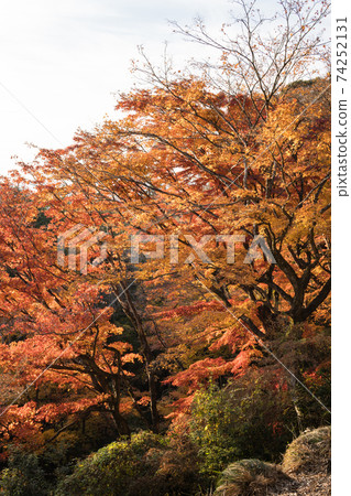 To木縣變成紅色的樹木 To木縣變成紅色的樹木 74252131