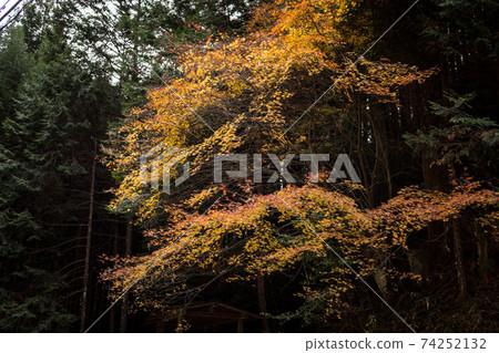 To木縣變成紅色的樹木 To木縣變成紅色的樹木 74252132