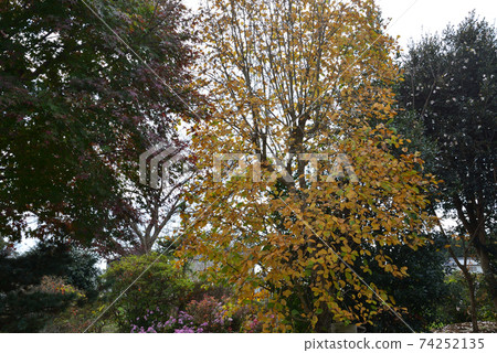 我們的花園景色2020-11-22#12 我們的花園景色2020-11-22#12 74252135