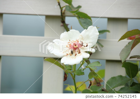 白玫瑰花園 白玫瑰花園 74252145