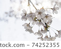 Cherry blossoms in the light 74252355