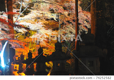 廣島縣三原市佛寺附近的秋葉(照亮) 廣島縣三原市佛寺附近的秋葉(照亮) 74252582
