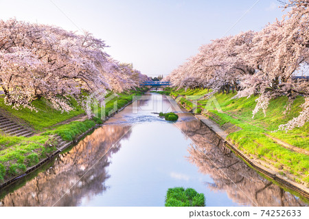 櫻花 櫻花 74252633