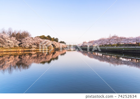 櫻子荒子河 74252634