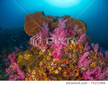 多彩的珊瑚根（緬甸梅爾吉群島） 74252966