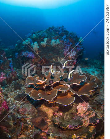 Moorish idol on top of Sri bee coral (Mergui Archipelago, Myanmar) Moorish idol on top of Sri bee coral (Mergui Archipelago, Myanmar) 74252967