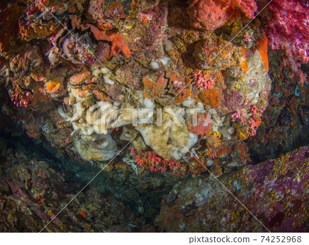 白色海綿生長在岩石下(緬甸梅爾吉群島) 白色海綿生長在岩石下(緬甸梅爾吉群島) 74252968