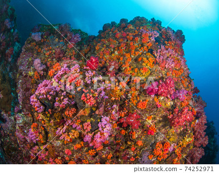 Underwater rocks covered with orange cup corals (Mergui Archipelago, Myanmar) Underwater rocks covered with orange cup corals (Mergui Archipelago, Myanmar) 74252971