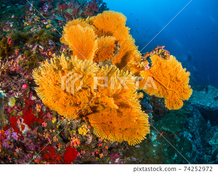 橙海膽(緬甸梅爾吉群島) 橙海膽(緬甸梅爾吉群島) 74252972