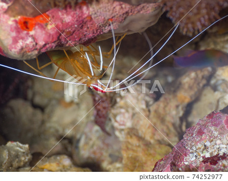 Rock-shaded Lysmata amboensis (Mergui Archipelago, Myanmar) 74252977