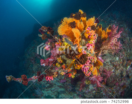 Coral and Comatulida colonies (Mergui Archipelago, Myanmar) 74252996