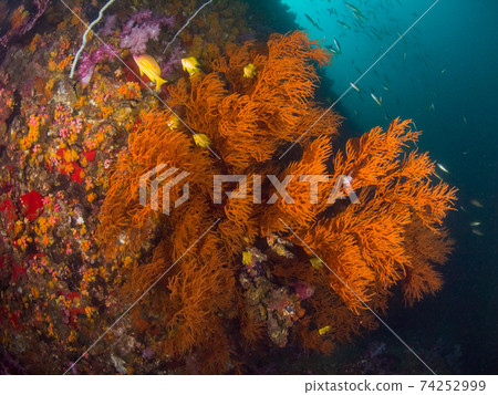 Black Coral (a member of the sea pine) and Japanese kerria damselfish (Mergui Archipelago, Myanmar) 74252999