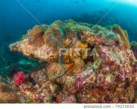 Yellow-lipped sea snake swimming on a coral reef (Mergui Archipelago, Myanmar) Yellow-lipped sea snake swimming on a coral reef (Mergui Archipelago, Myanmar) 74253010
