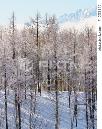 在白馬山脈的背景下,從白馬岩岳雪原的山坡上觀看冬季樹林 在白馬山脈的背景下,從白馬岩岳雪原的山坡上觀看冬季樹林 74253162