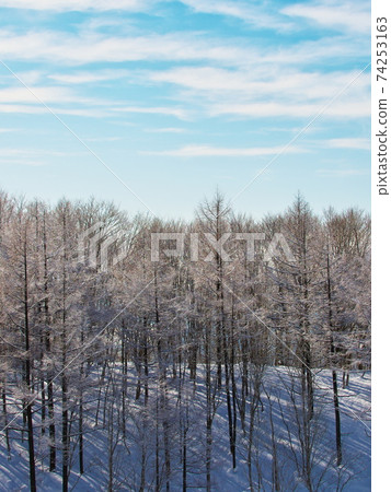 從白馬岩岳雪原坡看冬季樹林 從白馬岩岳雪原坡看冬季樹林 74253163