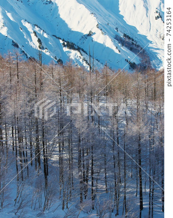 在白馬山脈的背景下,從白馬岩岳雪原的山坡上觀看冬季樹林 在白馬山脈的背景下,從白馬岩岳雪原的山坡上觀看冬季樹林 74253164