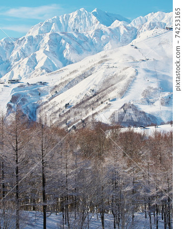 冬天的樹林,從白馬岩岳雪場斜坡與八方嶺,富田嶺,鹿島矢立岳的景色 冬天的樹林,從白馬岩岳雪場斜坡與八方嶺,富田嶺,鹿島矢立岳的景色 74253165