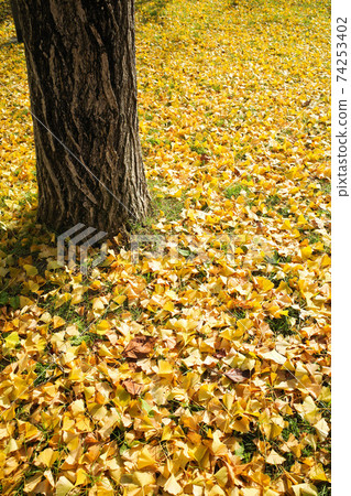 Autumn fragrance Kanagi 犀 74253402