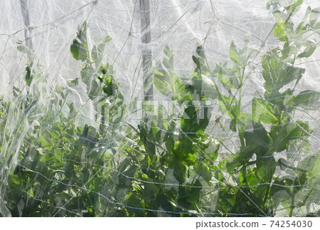Image material for home garden plants and net vegetable cultivation Image material for home garden plants and net vegetable cultivation 74254030