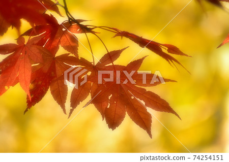 Autumn scenery maple Autumn scenery maple 74254151