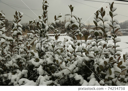 正陵溝,雪,松樹,胡同,樓梯 正陵溝,雪,松樹,胡同,樓梯 74254738