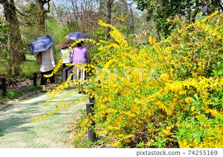 連翹盛開在京都植物園 74255169