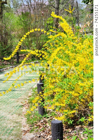 Forsythia blooming in Kyoto Botanical Gardens Forsythia blooming in Kyoto Botanical Gardens 74255171